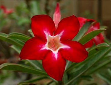 (image for) Adenium Obesum \'Lucky Star\' x 5 Seeds